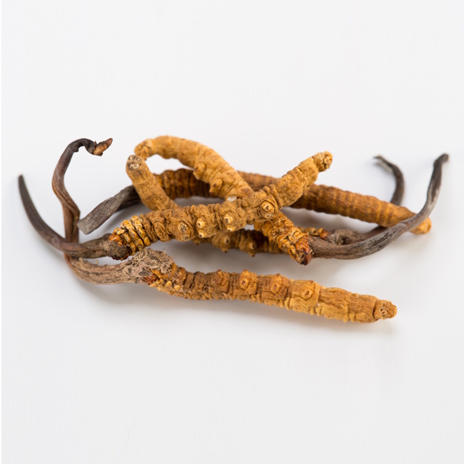 Cordyceps